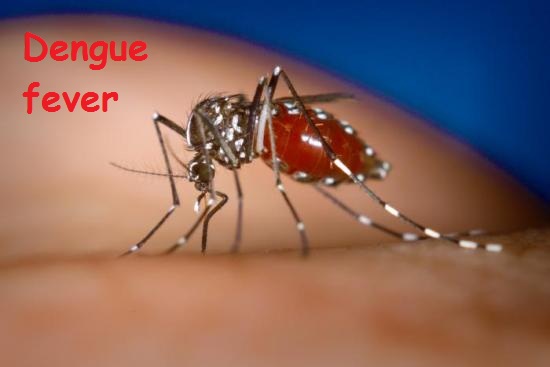 Dengue fever thaichata.ru